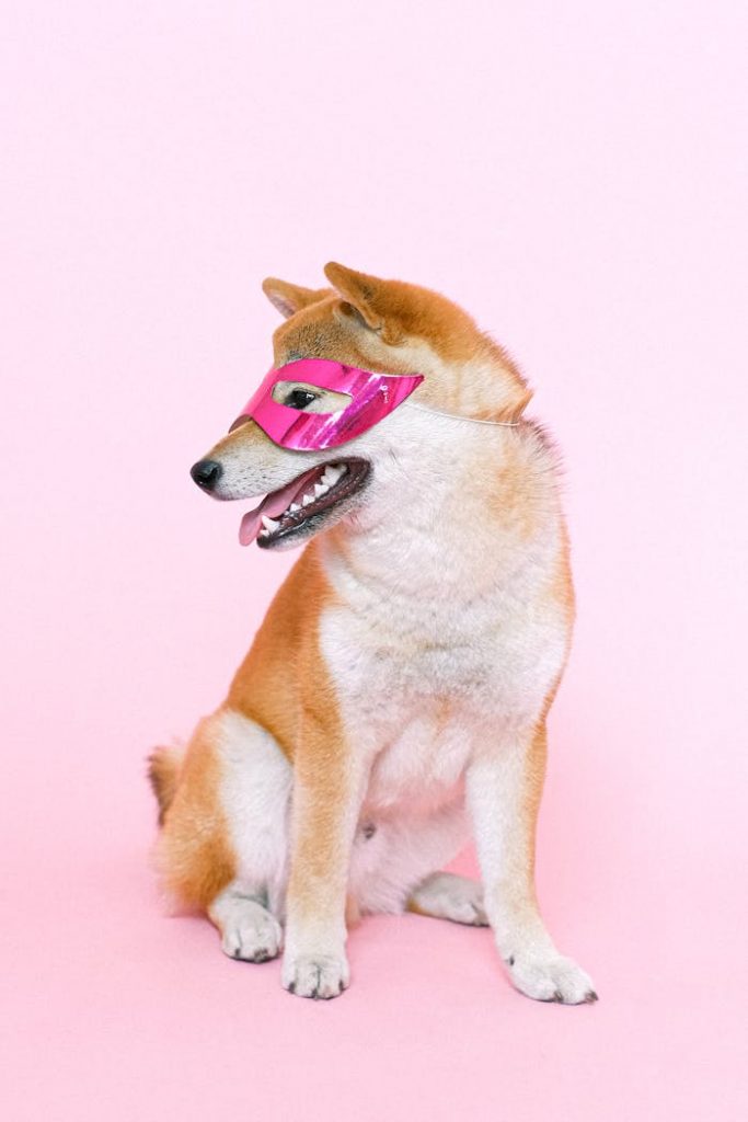 A playful Shiba Inu dog sitting with a pink costume mask on a pastel backdrop.