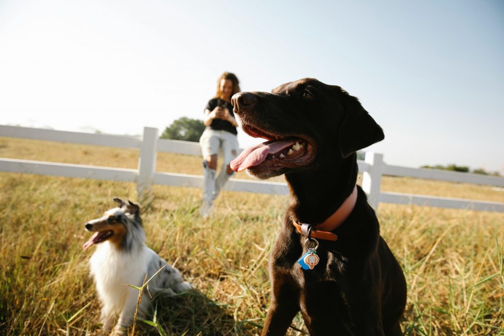 Purebred dogs with tongues out on grass against woman chatting on smartphone while sitting on fence in sunlight